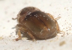 Tropicus pusillus
