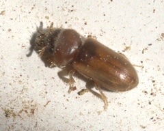 Tropicus pusillus