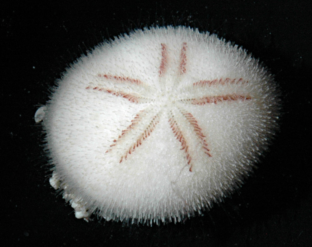 Fuzzy Sea Urchin