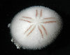 Fuzzy Sea Urchin - Photo (c) 2009 Moorea Biocode, some rights reserved (CC BY-NC-SA)