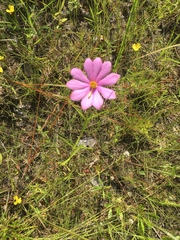 Sabatia gentianoides