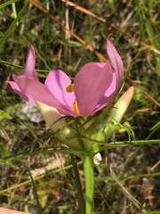 Sabatia gentianoides