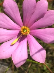 Sabatia gentianoides