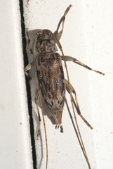 Lepturges angulatus