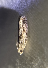 Gretchena delicatana