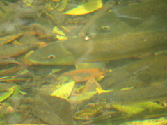 Catostomus occidentalis