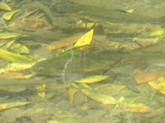 Catostomus occidentalis