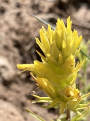 Castilleja flava