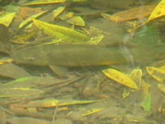 Catostomus occidentalis