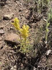 Castilleja flava