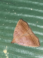 Zanclognatha obscuripennis