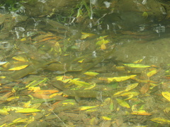 Catostomus occidentalis