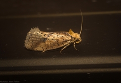Azaleodes micronipha