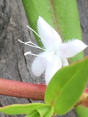 Diodia