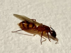 Camponotus