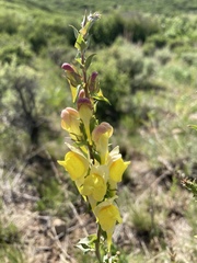 Linaria dalmatica dalmatica