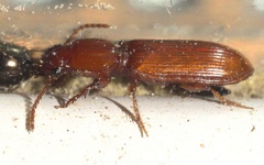 Clivina planicollis