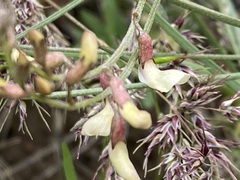 Astragalus convallarius