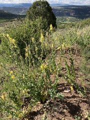 Linaria dalmatica dalmatica