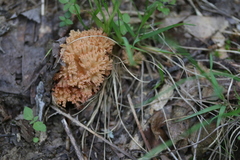 Ramaria botrytoides