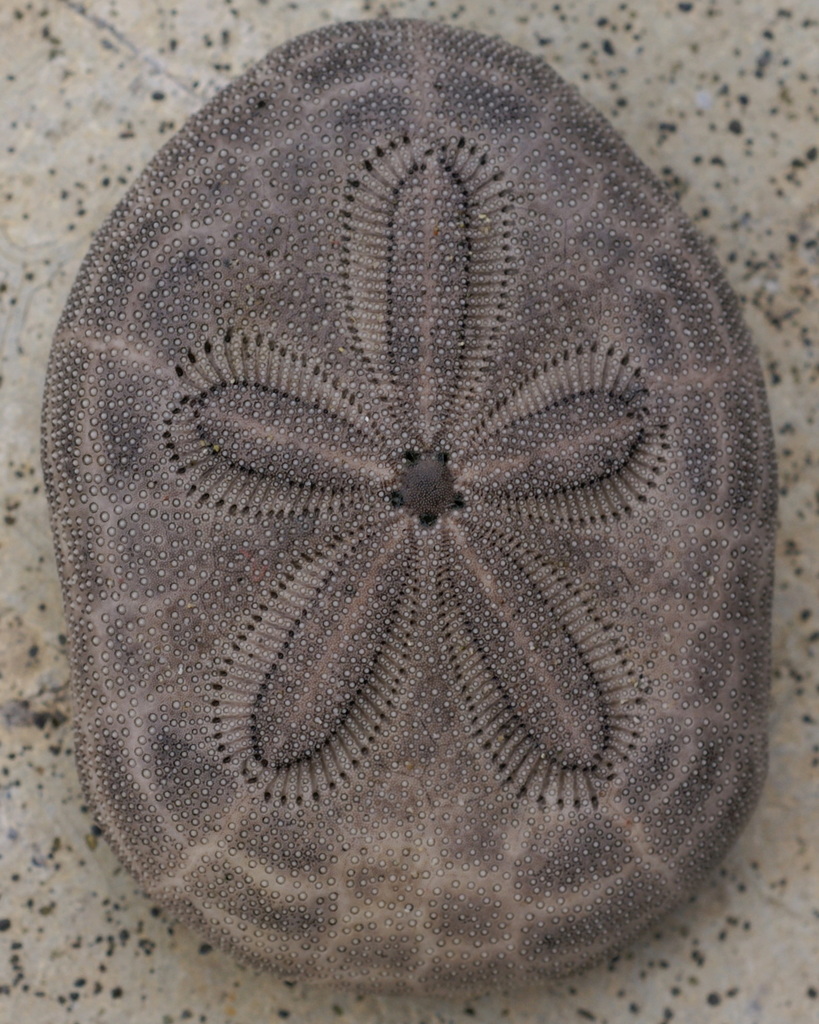 Clypeaster reticulatus