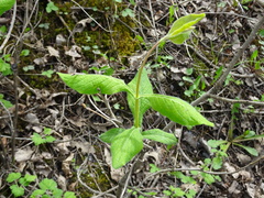 Lonicera hirsuta