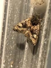 Euplexia