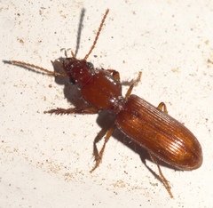 Clivina planicollis