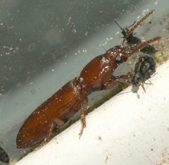 Clivina planicollis