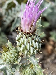 Cirsium tracyi