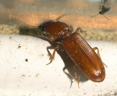 Clivina planicollis