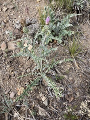 Cirsium tracyi