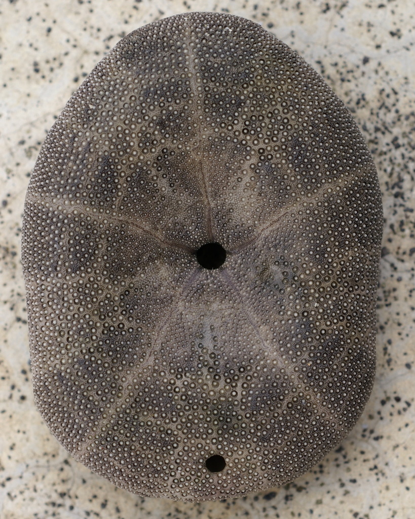 Clypeaster reticulatus