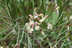 Astragalus convallarius