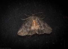 Calathusa hypotherma