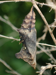 Polygonia interrogationis