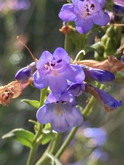 Penstemon watsonii