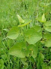 Aristolochia pallida