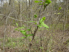 Lonicera hirsuta
