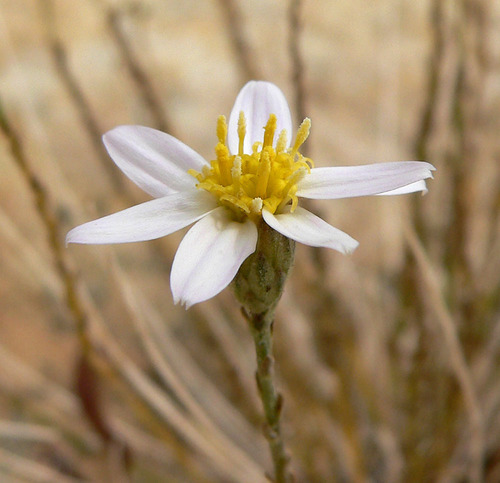 Spring Mountain aster (Ionactis caelestis)