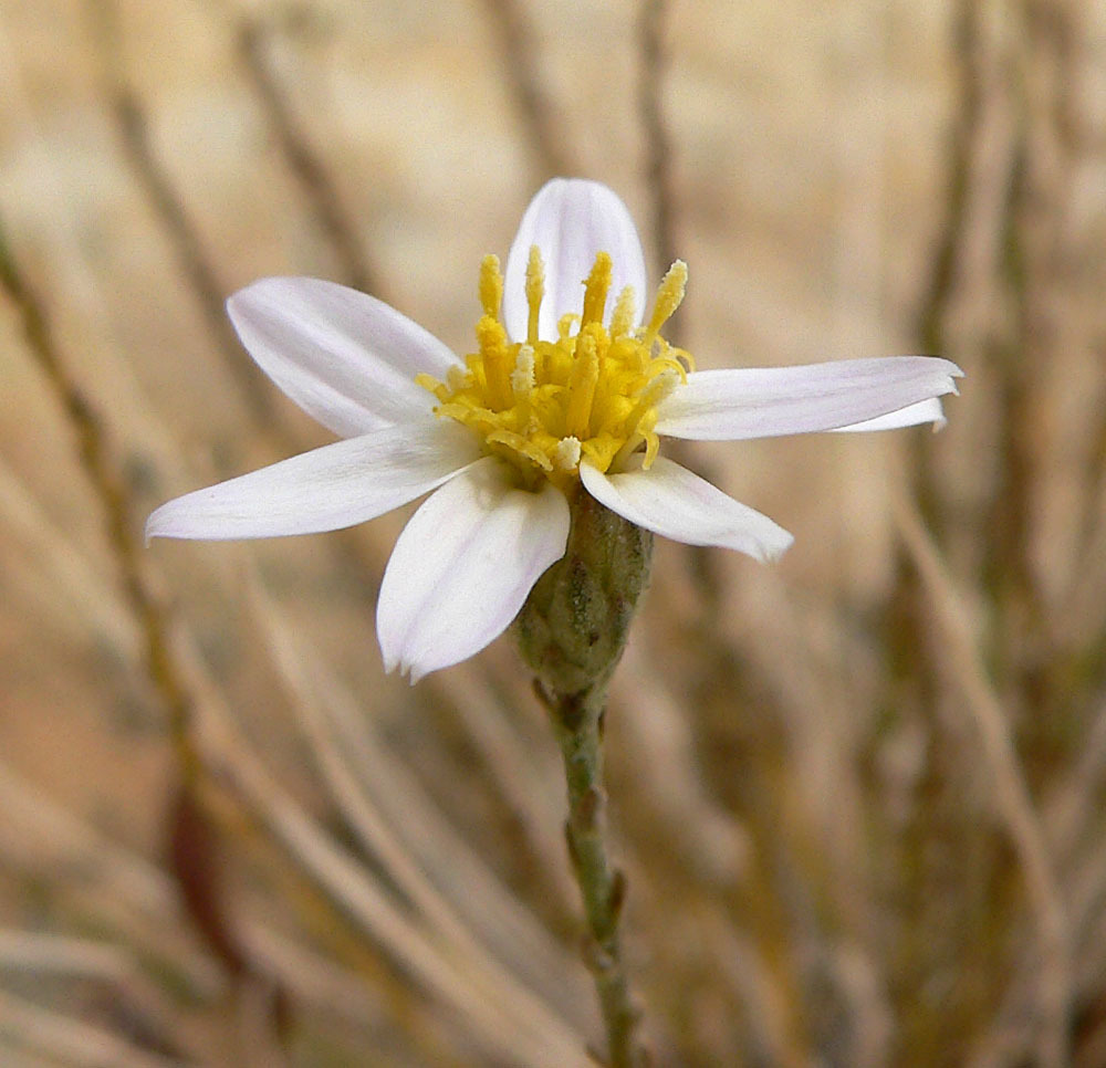 Ionactis caelestis