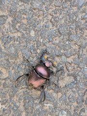 Paragymnopleurus sinuatus