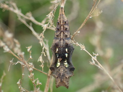 Polygonia interrogationis