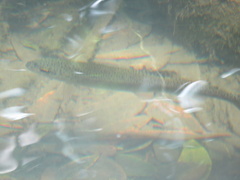 Oncorhynchus mykiss