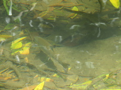 Oncorhynchus mykiss