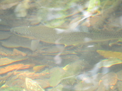 Oncorhynchus mykiss