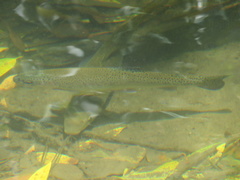 Oncorhynchus mykiss