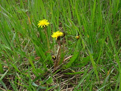 Taraxacum palustre