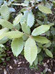 Notholithocarpus densiflorus densiflorus