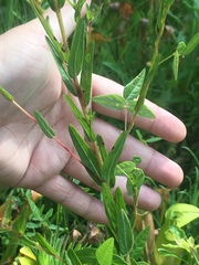 Ludwigia hirtella